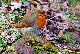 鳥(niǎo),知更鳥(niǎo),自然