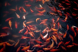 金魚(yú),水,池