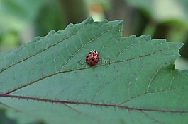 瓢蟲(chóng),昆蟲(chóng),自然