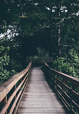 木,掛,橋