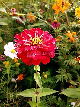 花,大自然,植物