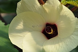 花,黄秋葵,水华