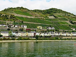 葡萄園,mosel,性質(zhì)