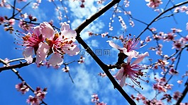 性質(zhì),花,分支機構