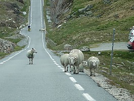 挪威,羊,道路