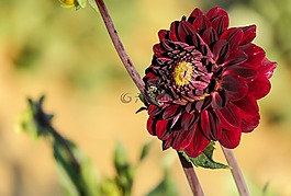 嬌琴紗,花,開花