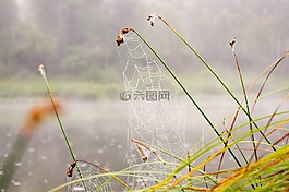性質(zhì),草,植物