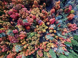 空氣,樹,伍茲