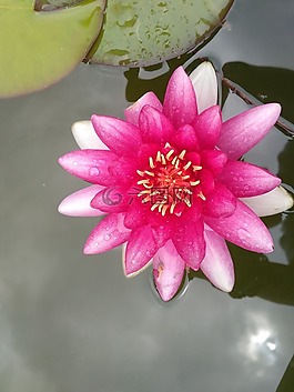 百合,水百合,粉紅色