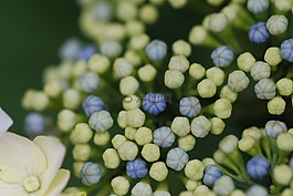 繡球花,在初夏,關(guān)閉