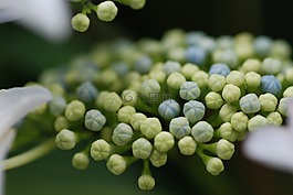 繡球花,在初夏,關(guān)閉