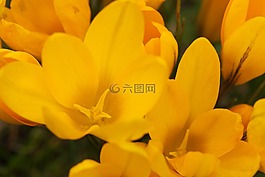 花瓣,植物,植物區(qū)系