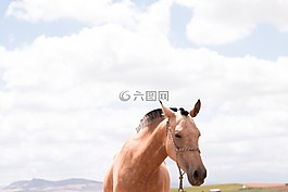 马,动物,户外