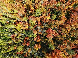 空氣,樹,伍茲