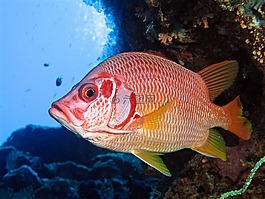 魚,水下,性質