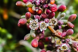 zygophyllum專輯,野花,植物