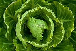 植物,蔬菜,叶