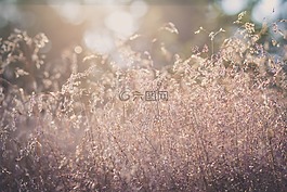 草,太陽,背光