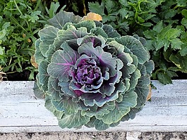 白菜,植物,花園