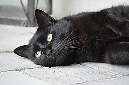 動物肖像,貓,黑貓