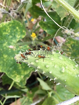 園藝,bug,害蟲