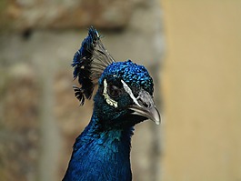 孔雀,動(dòng)物園,鳥