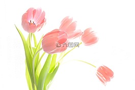 花束,郁金香,植物