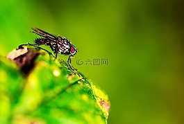 飛,性質(zhì),昆蟲