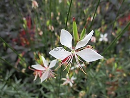 榮耀蠟燭,花,開花