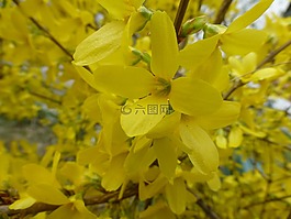 鮮花,黃色,關(guān)閉