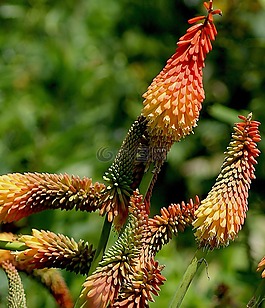 trytomia,trytomia groniasta,花