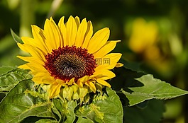 太陽花,花,鮮花