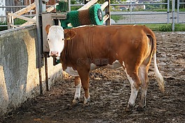 牛,農(nóng)場,動物