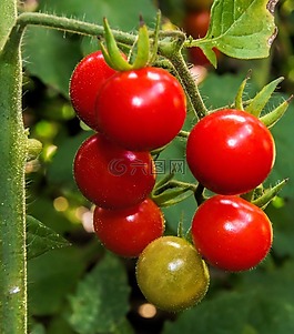 櫻桃番茄,紅色,食品