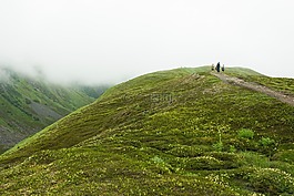 綠色,草,高原