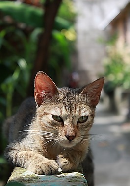 動物界,很好,貓