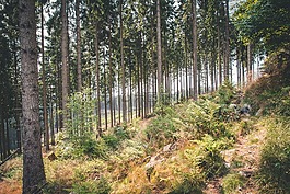 森林,性質(zhì),徒步旅行
