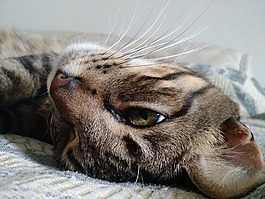 貓,貓科動物,寵物