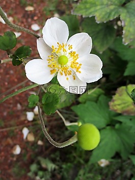 開花,廠,秋季