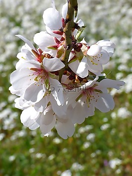 杏仁树,杏仁花,华丽的分支