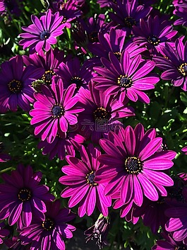 花,植物區(qū)系,花園