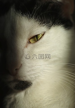 貓,動(dòng)物,眼睛