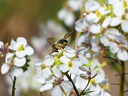 花,蜜蜂,libar
