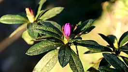 花,花卉,紅花