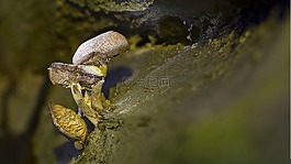 蘑菇,年齡真菌,性質(zhì)
