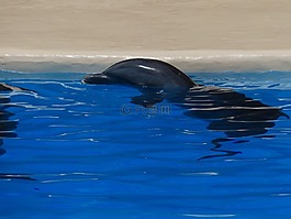 海豚,動物,休息
