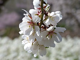 杏仁树,杏仁花,华丽的分支