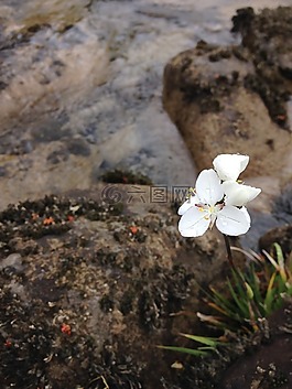 花,白,河