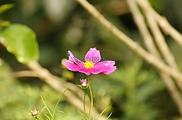 性質(zhì),動(dòng)物,植物區(qū)系