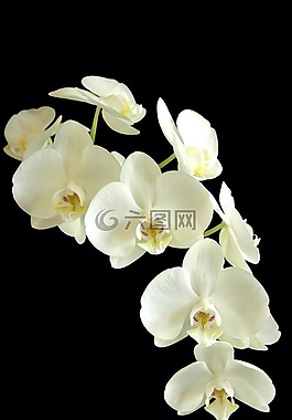 phanaelopsis,兰花,花